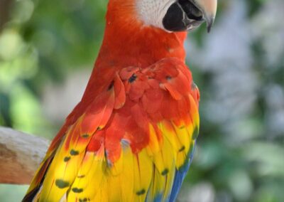 a colorful bird with a black beak