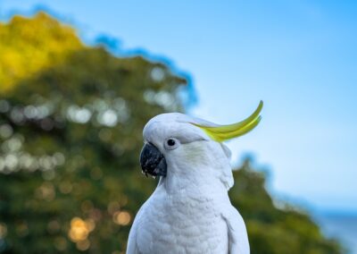 a white cockatoo with a yellow beak sitting on a ledge
