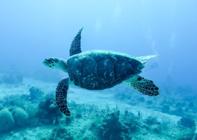 a green turtle swimming over a coral reef