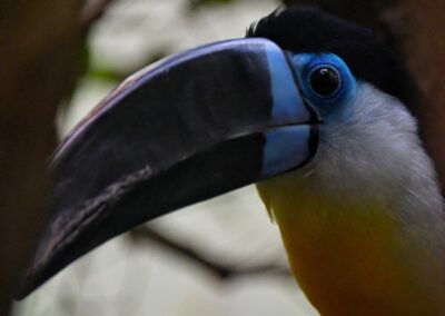 a bird with blue and yellow feathers