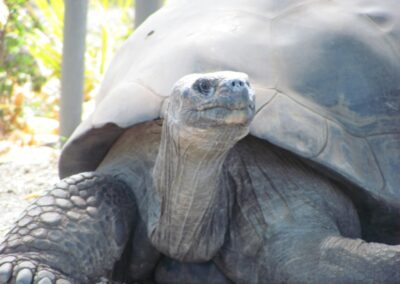 a large turtle sitting on top of a sandy ground