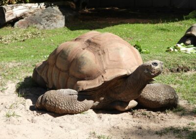 a group of tortoises on the ground