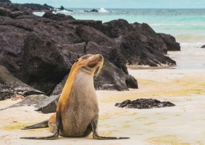 sea lion on white sand during daytime