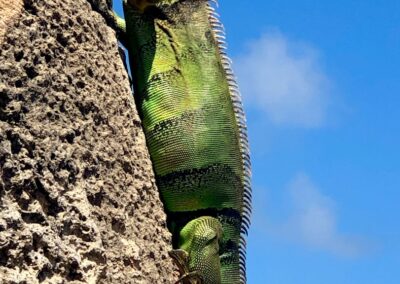 a green iguana climbing up a rock face