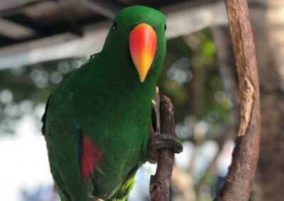 green bird on branch